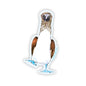 Blue-Footed Booby Bird Sticker - Case of 6